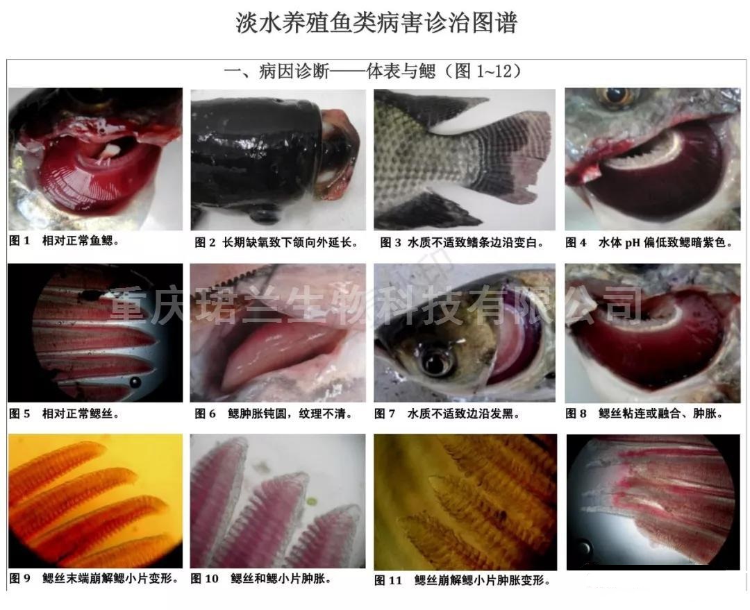孔雀鱼疾病图片与治疗图片