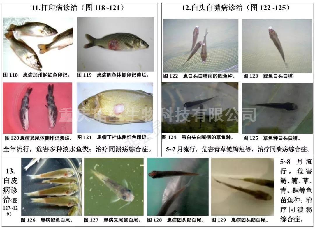 常见淡水养殖鱼类病害图