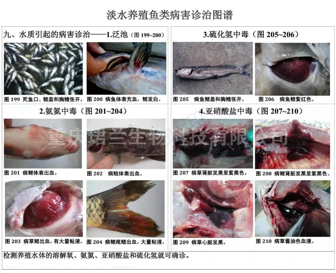 常见淡水养殖鱼类病害图